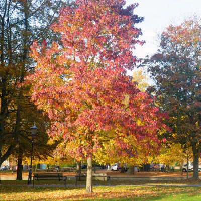 American Sweet Gum - Teraloom